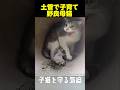 土管の中で子育てをしていた母猫と子猫が最後には..! #動物保護 #感動する話