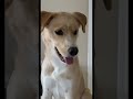 When Lucy heard noise this was her reaction 🦮❤️ #goldenretriever #puppy #dog