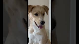When Lucy heard noise this was her reaction 🦮❤️ #goldenretriever #puppy #dog