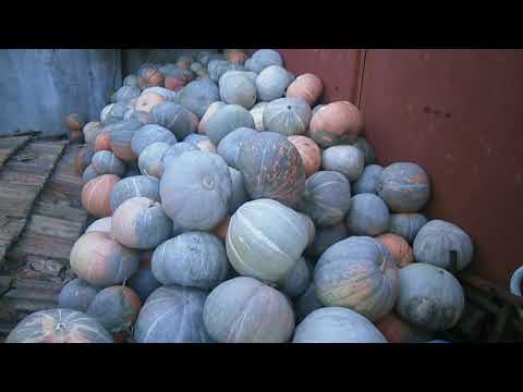 18 тон гарбуза (тыквы )с 44 сотки огорода  / урожай 2018