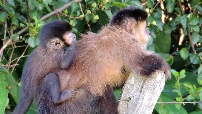 Já pensou ter um macaco em casa?