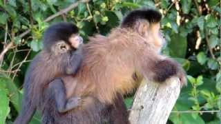 Mamãe Macaco-Prego E Seu Filhote.
