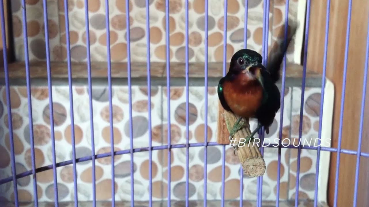 Ruby cheeked Sunbird singing an absolutely beautiful song ! | Chalcoparia Singalensis