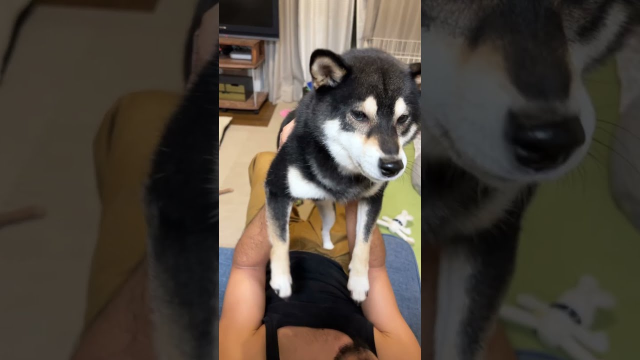 口ごたえが凄い柴犬 - YouTube