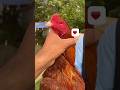 mushqa #swataseels #aseelmurga #viralvideo #shorts #trending #unfrezzmyaccount #aseelmurga