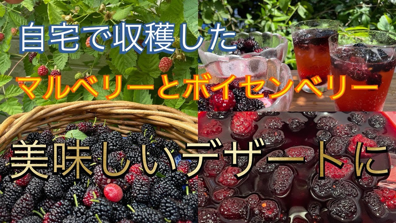 自宅で収穫した マルベリーとボイセンベリー 美味しいデザートに #家庭