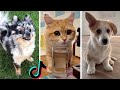 Pets of TikTok ~ Funniest Animals ~ Cutest Cats & Dogs