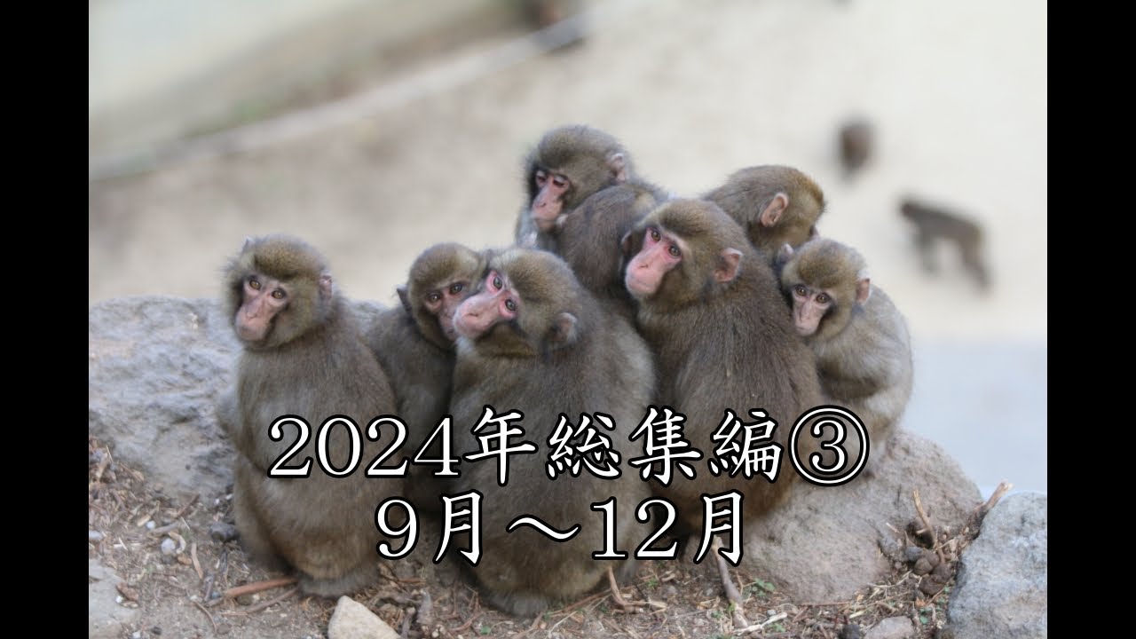 おさるの高崎山 2024年総集編③ 9月～12月 - YouTube