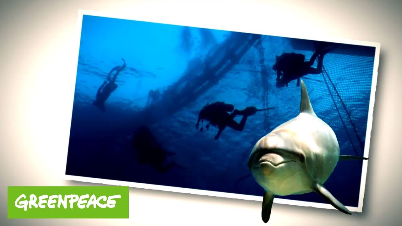 Themenfilm Meere Greenpeace Kids Youtube