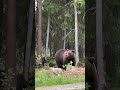 Karhuemo liikkui viiden pennun kanssa Suomussalmella