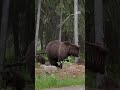 Karhuemo liikkui viiden pennun kanssa Suomussalmella