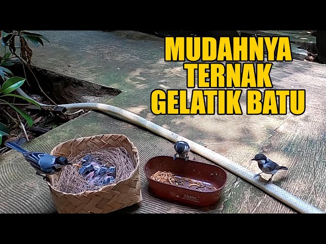 PENANGKAR BURUNG GELATIK BATU DARI DEPOK, DISAAT BELUM BANYAK YG BERHASIL TERNAK, DISINI PANEN TERUS class=