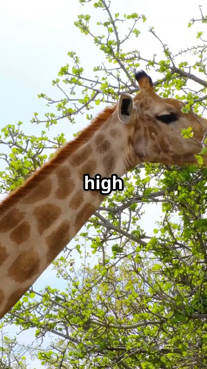 Zebras & Giraffes: Forest Survival Secrets #zebra #giraffe #shorts #wildlife #animals #trending