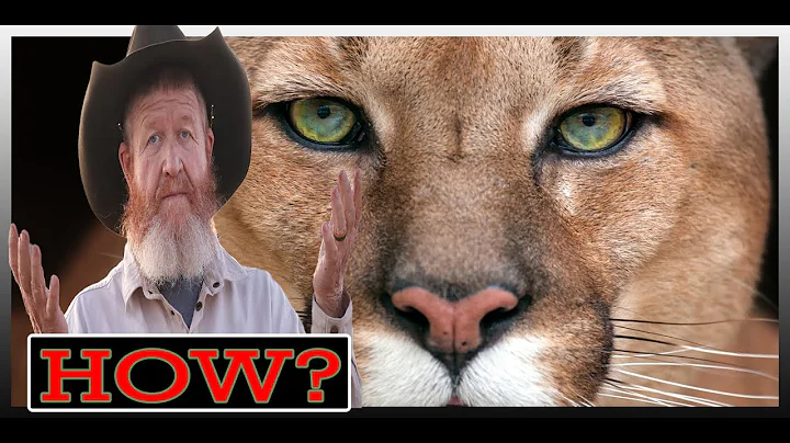 How to hunt Mountain Lions