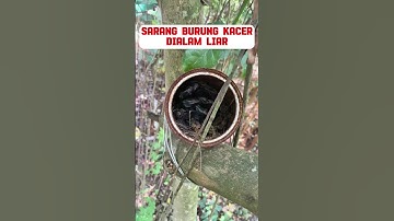 sarang burung Kacer dihutan #burung #mangkicauoffecial #kicaumania #burungkicaudialamliar #birds