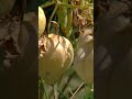 Illinois organization providing food for the community