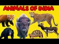 Animals Of India For Kids Learning Educational Video For Toddlers