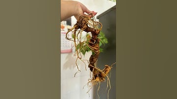 🍀👉100gr 2 củ sâm ngọc linh cực đẹp trên 10 năm tuổi