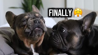 They Waited All Day For This French Bulldogs
