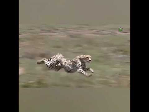 فهد يهجم على غزال بسرعة قوية HD ناسيونال 2025 هجوم الحيوانات Animal صيد Nasional اطفال خوف اسد نمر 