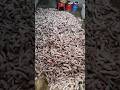dog meat market #food #specialfood #meat