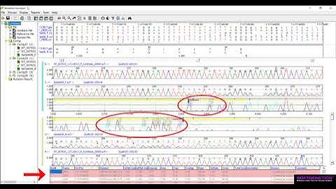 Heterozygous Indel Detection in Mutation Surveyor Part 1: Introduction and Pattern Recognition