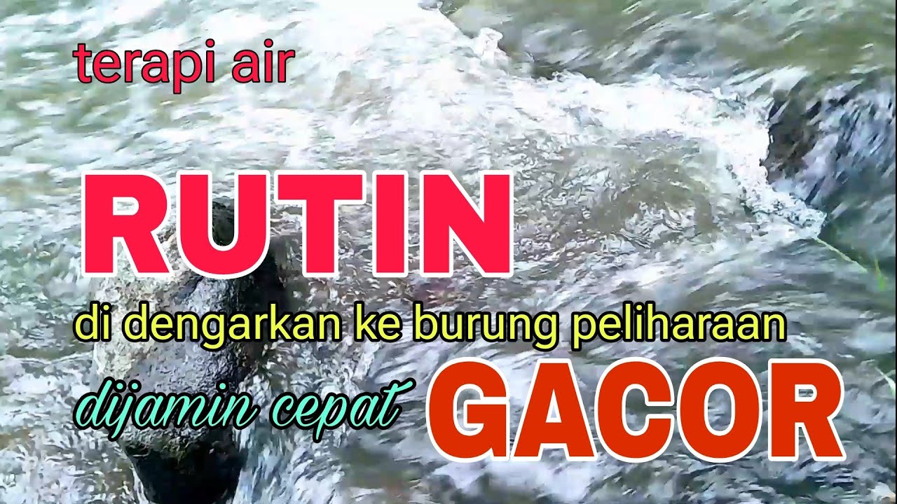 Rutinkan pancingan burung ini dijamin burung cepat gacor, terapi suara air