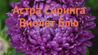 Астра обыкновенный Виолет Блю 🌿 астра Виолет Блю обзор: как сажать семена астры Виолет Блю