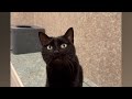 Mystic - PHS Pet of the Week