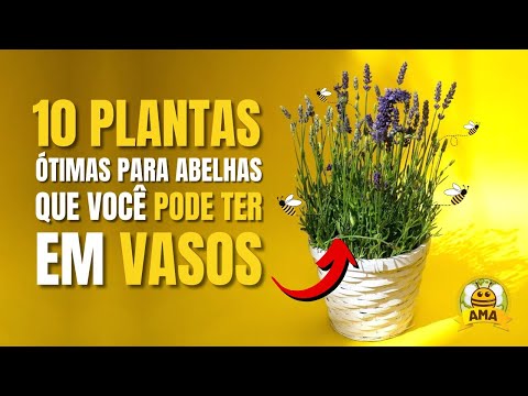 Vídeo: Ervas para abelhas - Criando um jardim de ervas amigo das abelhas