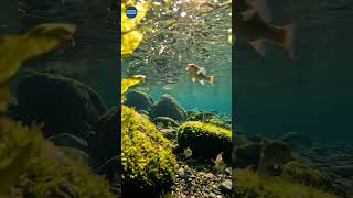 💧 POV Dive Into a Crystal Clear River | Relaxing Nature Experience #shorts