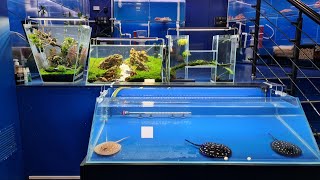 Innovative Aquarium Setups at Drogo Pets