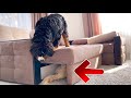 Golden Retriever and Bernese Mountain Dog Puppy Playing Hide and Seek の動画、YouTube動画。