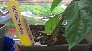 Dorset Naga Super Hot Chili Pepper Plant Growing In August 2023 Uk