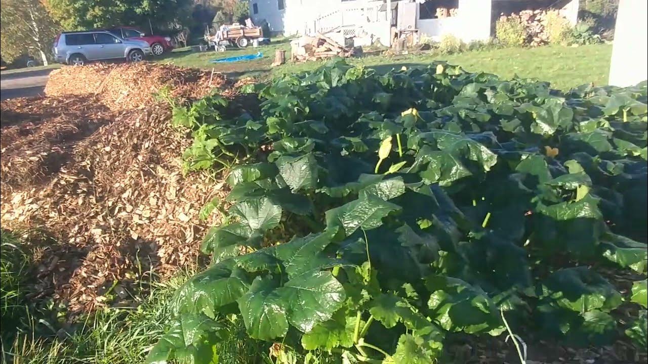 How to save your squash plants from frost YouTube