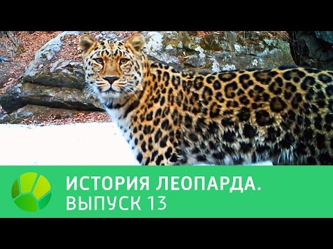 История леопарда. Выпуск 13 | Живая Планета