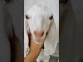 daily vlog #funny #instagood #trendingshorts .#daily #deshivlog .🤣 suport gys