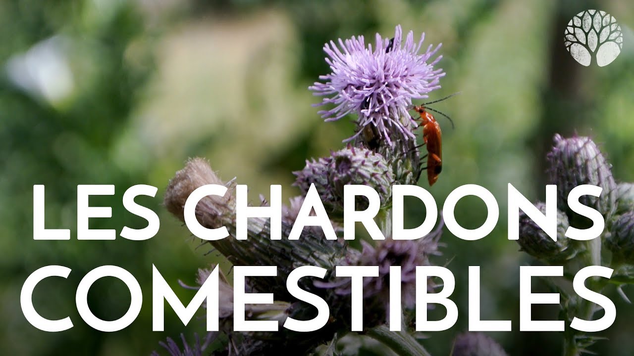 Les chardons sont comestibles - YouTube