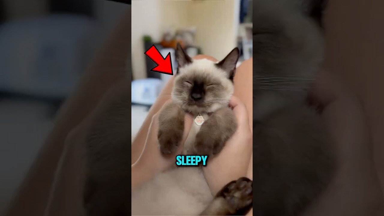 Топ-3 самых умных домашних кошек в мире 😱