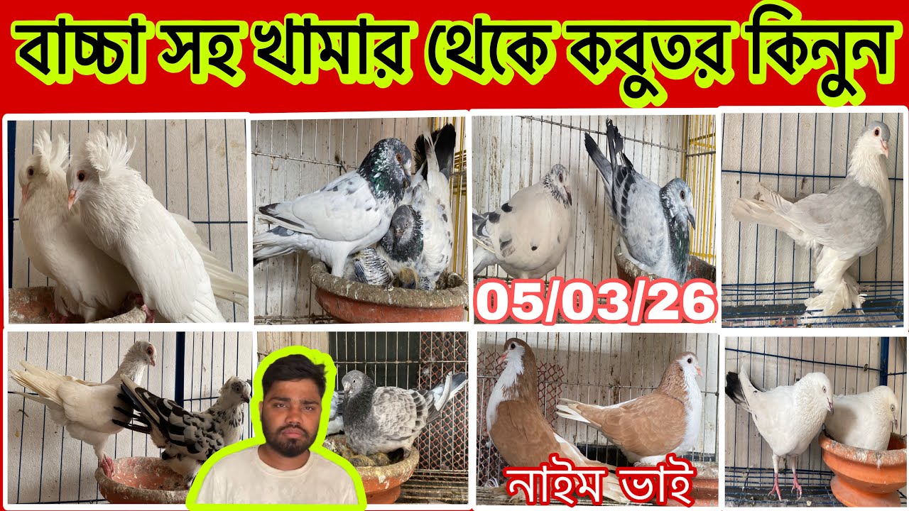 বাচ্চা সহ খামার থেকে কবুতর কিনুন। নাইম ভাই 