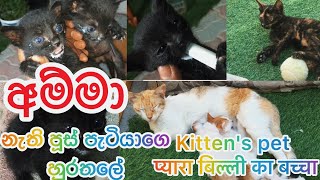Kittens pet අම්මා නැති පූස් පැටියාගෙ හුරතලේ प्यारा बिल्ली का बच्चा??❤️❤️