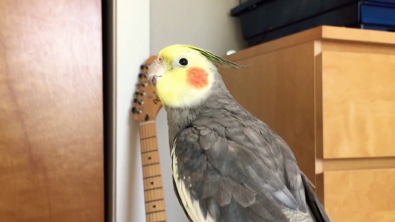 Cute Cockatiel repeats kissing sounds YouTube