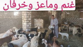 غنم وماعز وجديان بأجمل الاسعار من المعلم منصور صباحكم كلو رزق ٩/ ٧/ ٢٠٢٦م