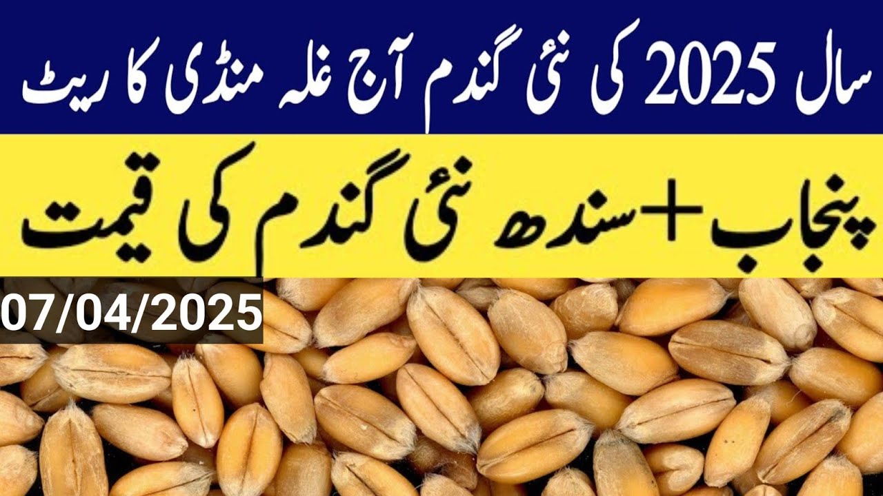 Today Wheat price in punjab//گندم کا ریٹ 2025/munji makki till sarso ...