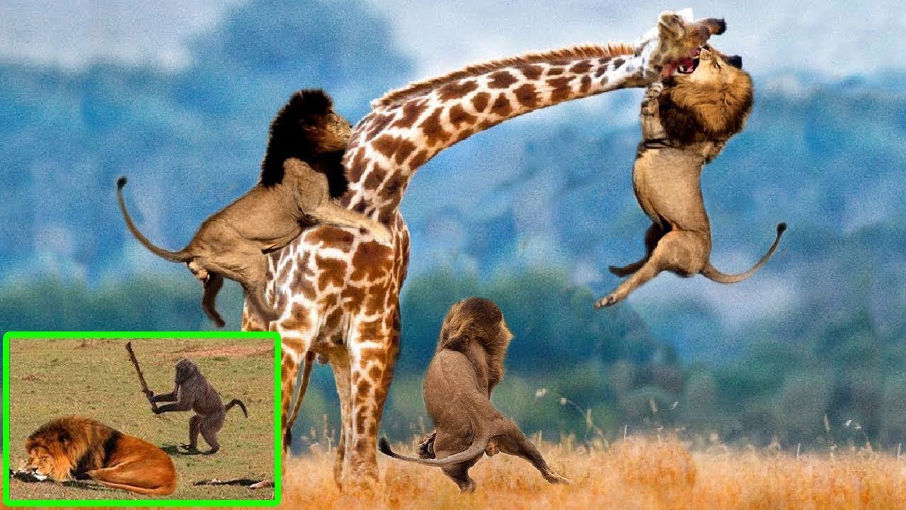 Wild Discovery Animals Leopard, Monkey, Kangaroo, Lion The Best Attacks Of Wild Animal 2018