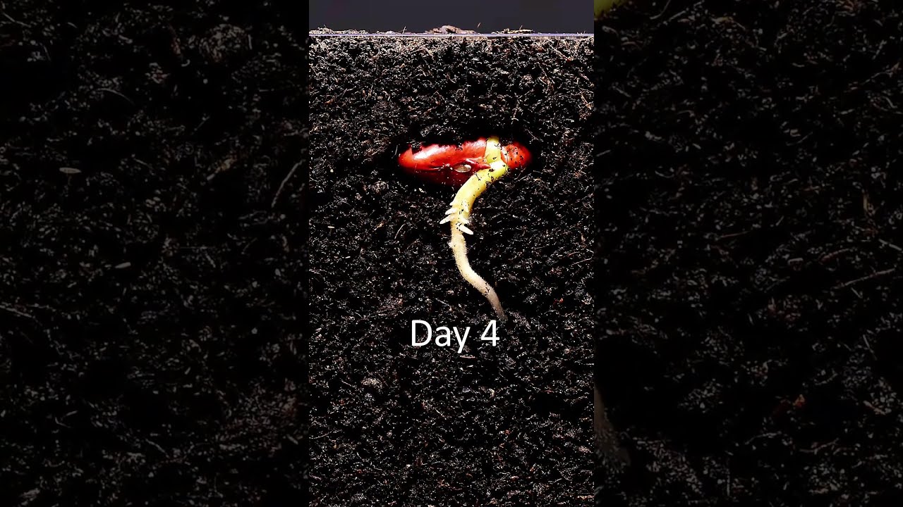 Have You Ever Seen A Seed Germinate In The Soil Timelapse Macro Nature