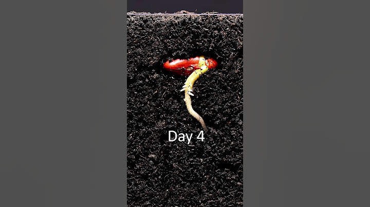 Have you ever seen a seed germinate in the soil? #timelapse  #macro  #nature