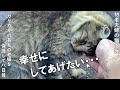 痩せこけてガリガリの長毛の老猫さんを保護して8日目。幸せになってほしい・・・【野良猫支援】
