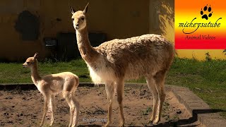 Vicuna Mum With Newborn Funny Reaction To Pollen & Unusual Behaviour
