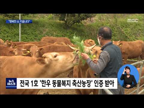 해남에 &amp;#39;동물복지 <strong>한우농장</strong>&amp;#39; 전국 1호 탄생 [목포MBC 뉴스데스크]
